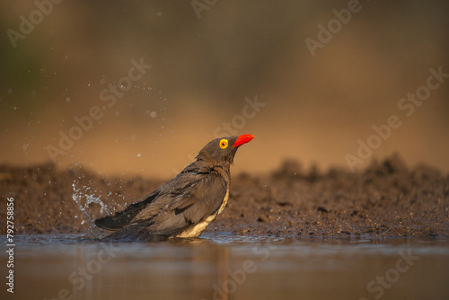 Red-billed oxpecker (Buphagus erythrorynchus) bathing, Zimanga Game Reserve, KwaZulu-Natal, South Africa, Africa photo