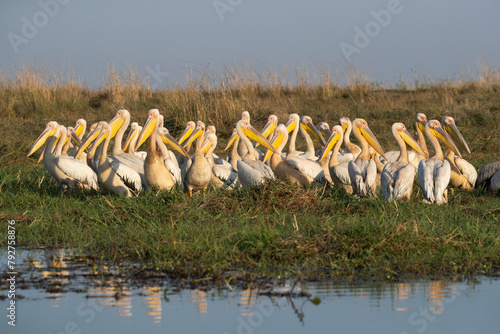 Great white pelicans (Pelecanus onocrotalus), Chobe National Park, Botswana, Africa photo