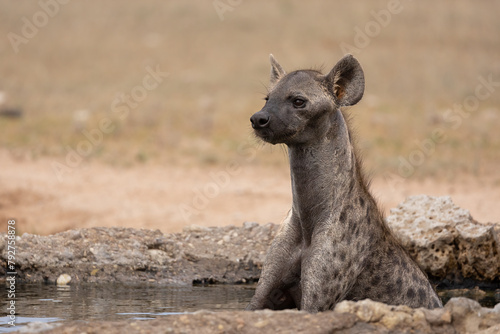 Spotted hyena, (Crocuta crocuta) cooling off, Kgalagadi Transfrontier Park, Northern Cape, South Africa, Africa photo