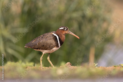 Greater painted-snipe (Rostratula benghalensis), Zimanga game reserve, South Africa photo