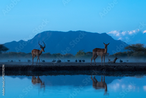 Impala (Aepyceros melampus), Shompole, Kenya photo