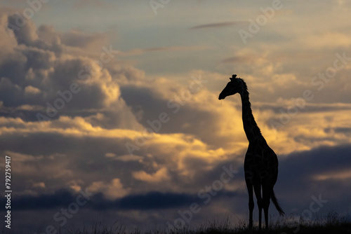 Giraffe (Giraffa camelopardalis), Masai Mara, Kenya photo