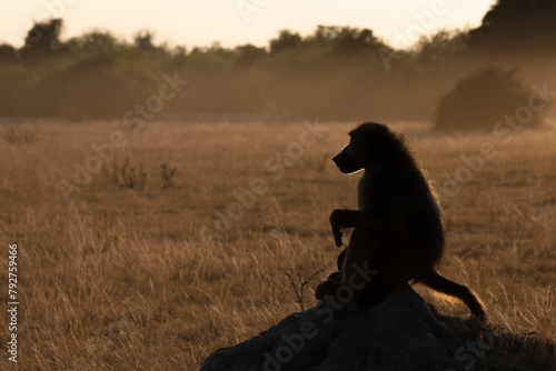 Chacma baboon (Papio ursinus), Chobe national park, Botswana photo