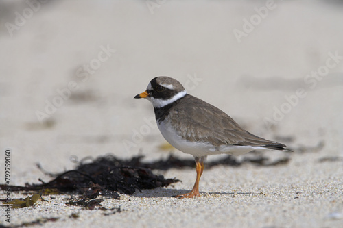 Ringed plover (Charadrius hiaticula). UK