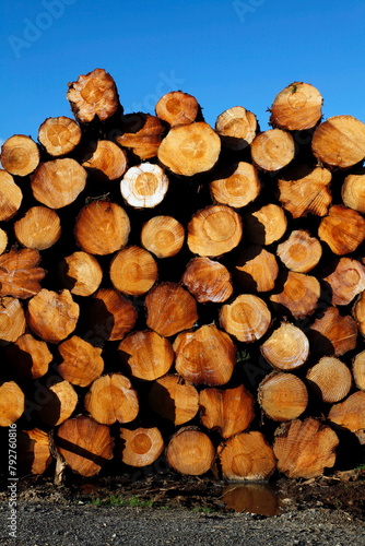 Deforestation and logs for export in a timberyard in new south wales, australia   photo