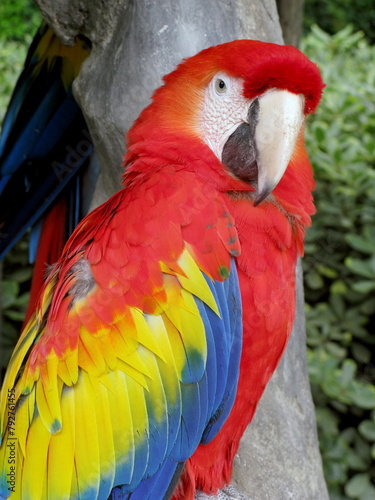 Guatemala papagaio in the rainforest of the mayan archeological zone of tikal photo