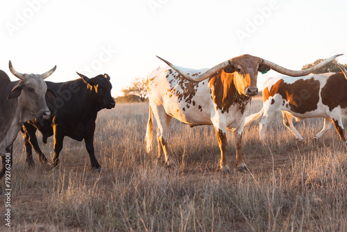 Longhorn Cow in Field with other Cows photo