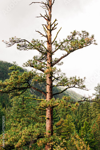 Single Ponderosa pine tree with a background of forest trees photo