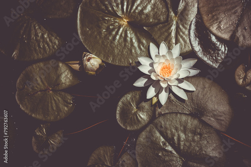 Water lily blooming amid dark, tranquil pond waters