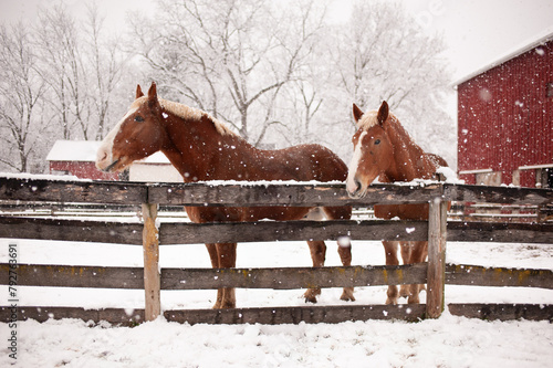 Two horses stand serene amidst a gentle snowfall.