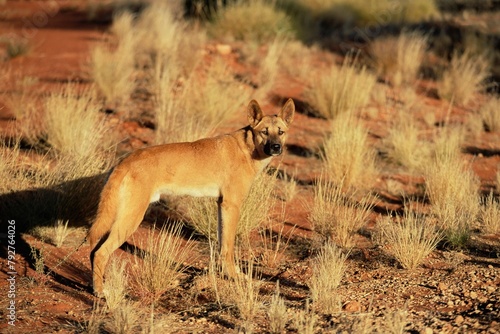 Dingo, Canis familiaris dingo, Red Centre, Northern Territory, Australia, Pacific