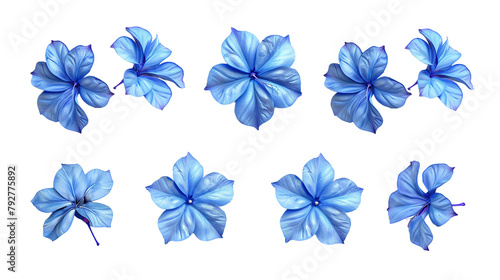 Plumbago floral collection in high-resolution 3D digital art. Isolated on transparent background  top view flat lay design elements for botanical illustrations. Natural beauty in vibrant blue blooms.