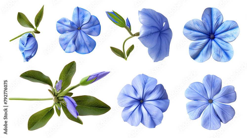 Plumbago floral collection in high-resolution 3D digital art. Isolated on transparent background, top view flat lay design elements for botanical illustrations. Natural beauty in vibrant blue blooms.