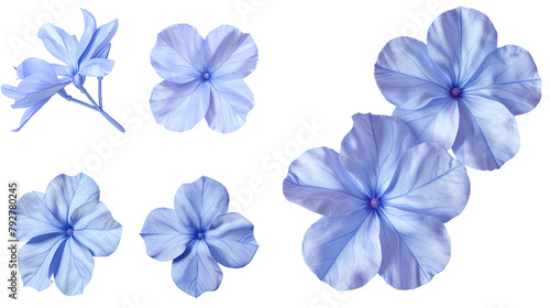 Plumbago floral collection in high-resolution 3D digital art. Isolated on transparent background  top view flat lay design elements for botanical illustrations. Natural beauty in vibrant blue blooms.