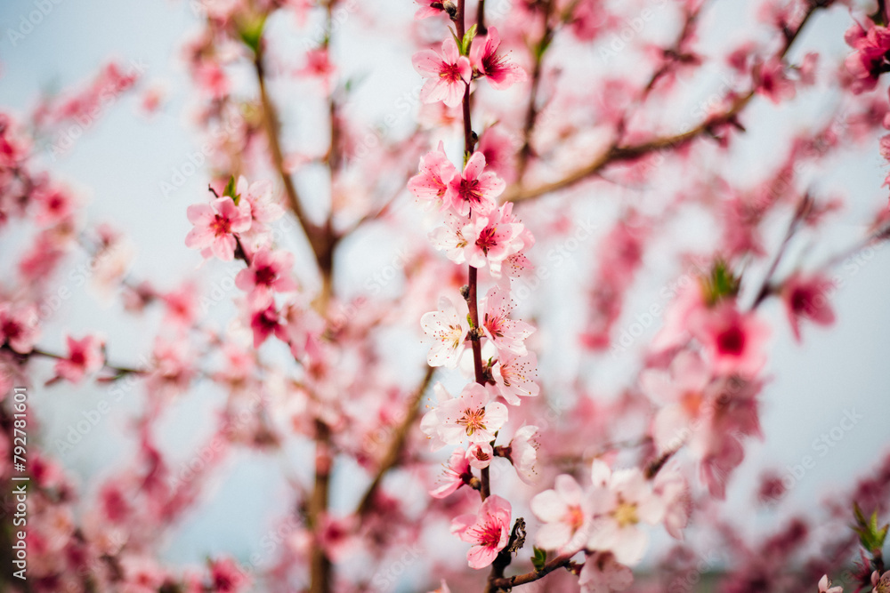 Selective focus of beautiful branches, pink blooming peach or apricot on a tree under a blue sky, Beautiful cherry blossoms during the spring season in the park. Selective focus of beautiful branches, pink blooming peach or apricot on a tree under a blue sky, Beautiful cherry blossoms during the spring season in the park.