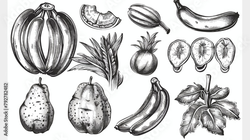 Banana hand drawn monochrome vector illustrations set