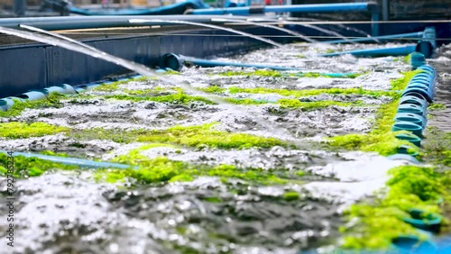 Aerated tank with inflowing water and PVC baskets, abalone aquaculture. Closeup photo
