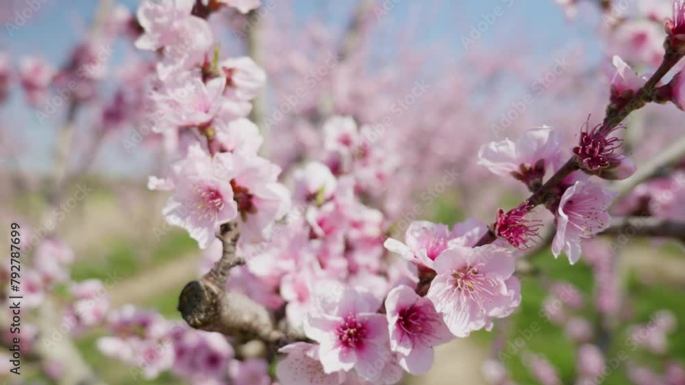 Close up shot of beautiful peach tree flowers blossom on a sunny spring day against blue sky. Gentle and tender pink flower petals of apple or sakura tree. Concept of spring Close up shot of beautiful peach tree flowers blossom on a sunny spring day against blue sky. Gentle and tender pink flower petals of apple or sakura tree. Concept of spring