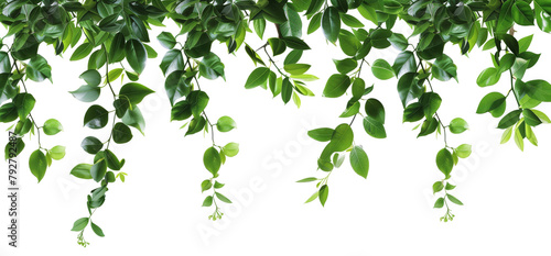green tree branch isolated