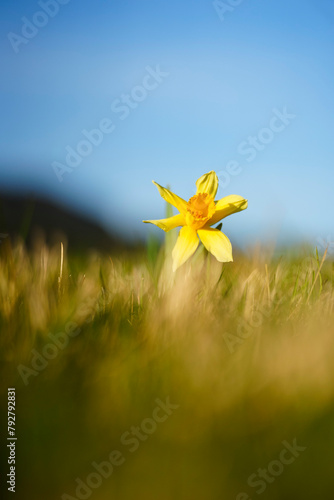 yellow flowers