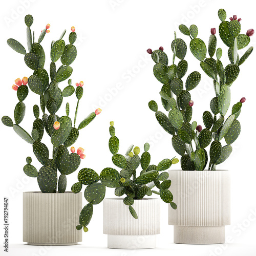 Set of cacti in white pots with Prickly pear cactus isolated on white background