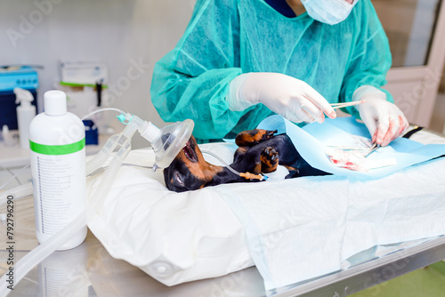 The dog is undergoing surgery. Miniature German dachshund dog breed lying anaesthetised on the operating table. A female vet performing surgery on a pet. Animal hospital. photo