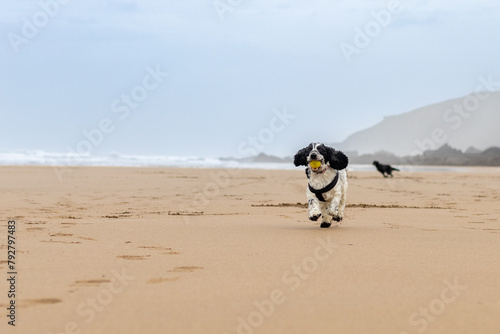 Blue Roan Cocker Spaniel Running On The Beach At  Sandymouth Bay In Devon photo