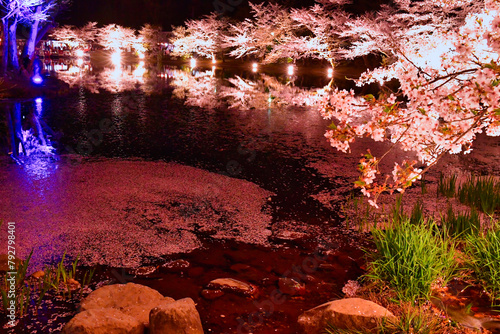 湖面に映る夜桜と花筏（臥竜公園）