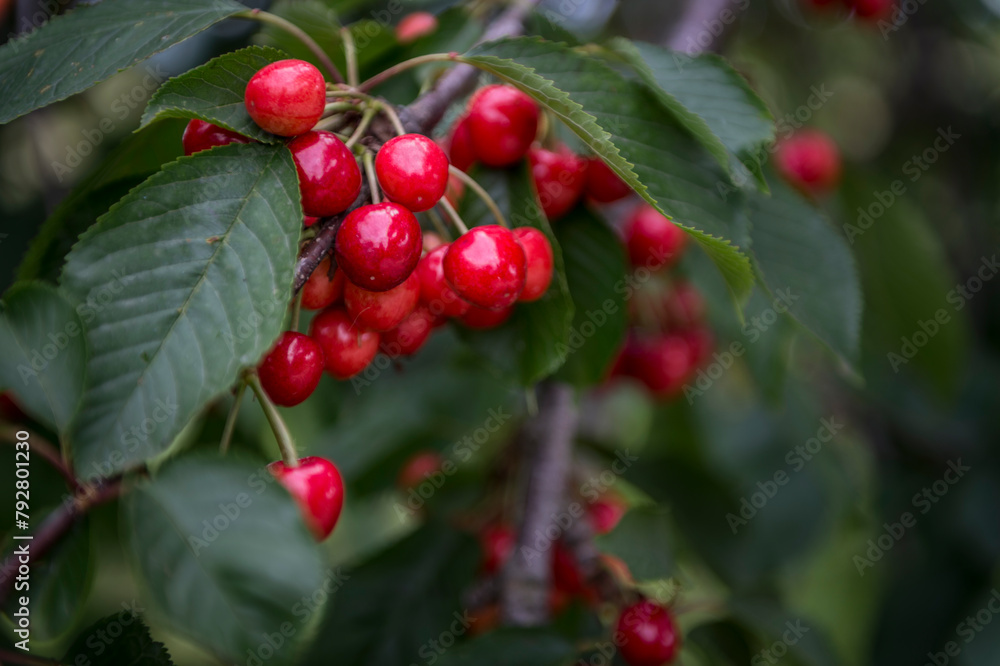 Obraz premium ciliegie