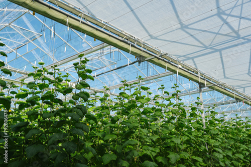 Industrial food production of cucumbers in a greenhouse in the Netherlands. Cucumber plants are supported by wires on the ceiling of the glasshouse	