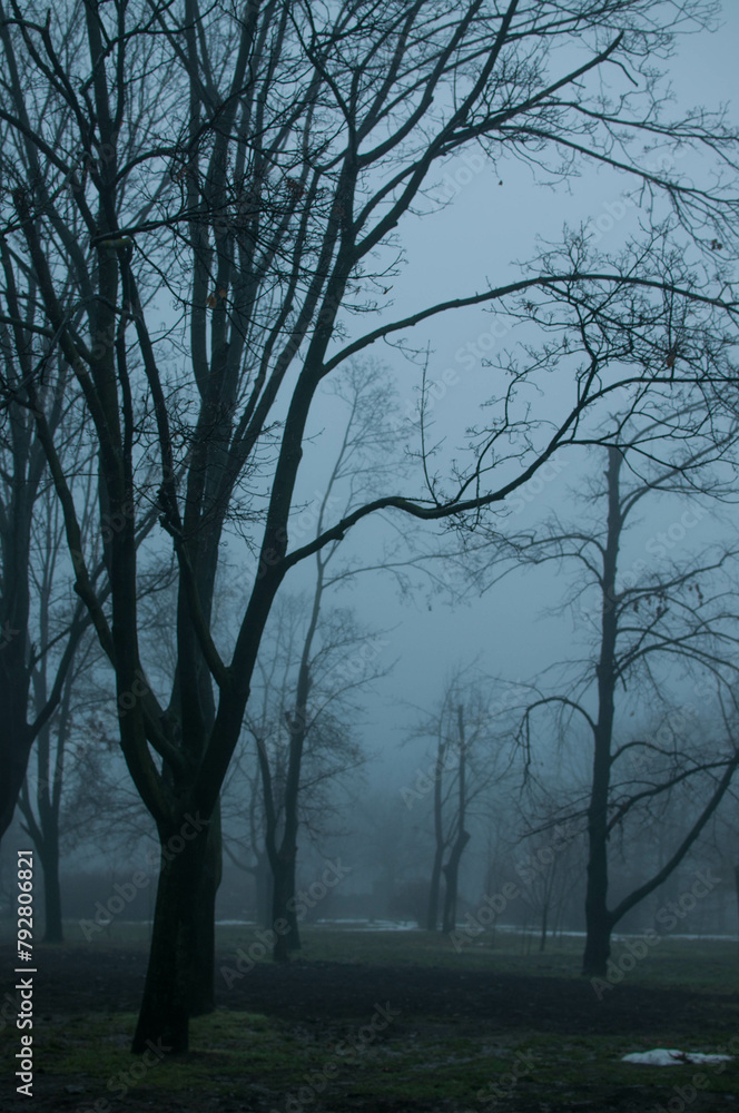 Panoramic view of forest with morning fog Panoramic view of forest with morning fog
