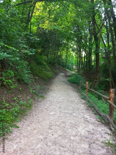 path in the woods   mountains  beautiful  forest