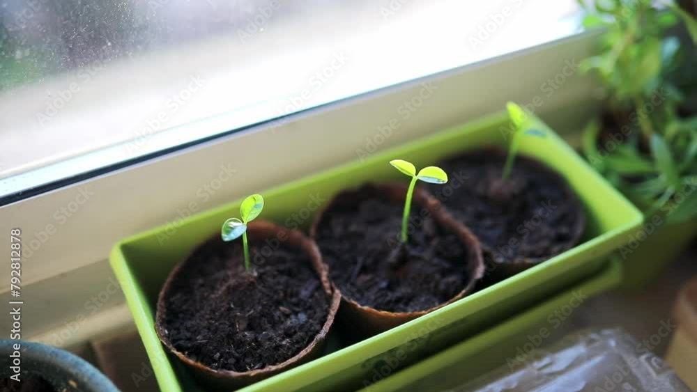 Young green grapefruit sprouts in flower pot at home. Growing seedling, planting vegetables, gardening. Young green grapefruit sprouts in flower pot at home. Growing seedling, planting vegetables, gardening.