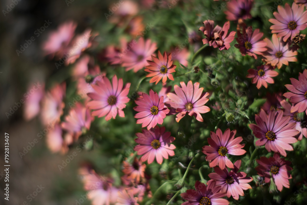 Fototapeta premium Fiori all'Elba
