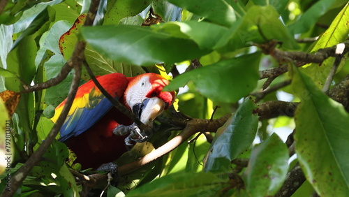 Ara Papagei im Urwald von Costa Rica