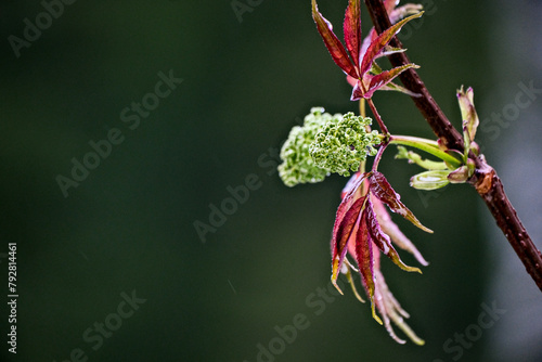 branches of green and red blooming maple tree in the spring © Neils