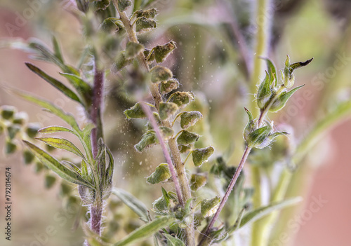 Very detailied photo of dangerous Ragweed. Its pollen causes a strong allergy. Real Photo (no A.I.)