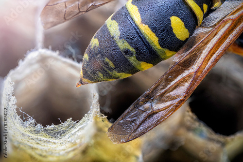 Wasp sitting on wasp nest. Very detailed macro close-up. Real Photograph