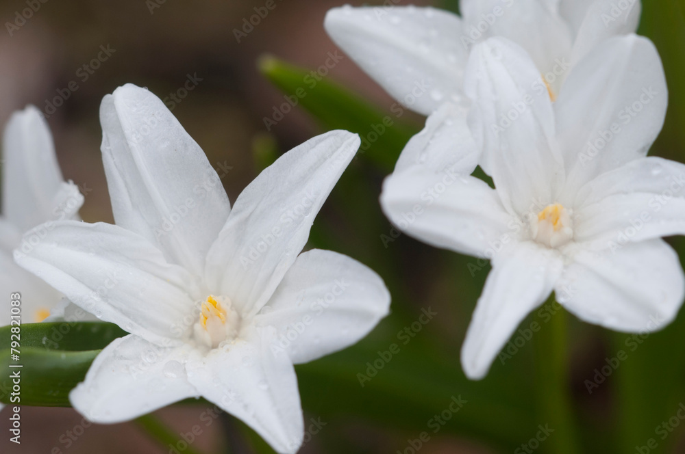 Obraz premium Lucile's glory-of-the-snow (Scilla luciliae) flowers, close up