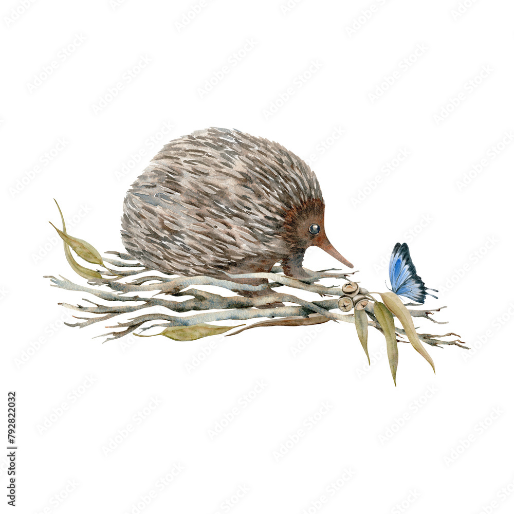 Obraz premium Cute echidna with butterfly on dry tree branches. Watercolor illustration on transparent background. Hand drawn endemic Australian animal for cards designs, stickers, prints. Native wildlife sketch