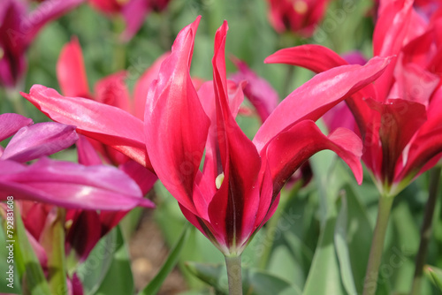 Photography Pink lily flowering tulip, Tulipa ‘Doll's Minuet’ in flower.