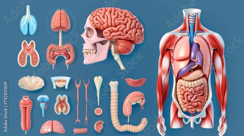 A colorful modern illustration showing the types of tissues in the human body. A scientific diagram that describes the anatomy of skeletal muscles, epithelial and nerve tissues, and connective photo
