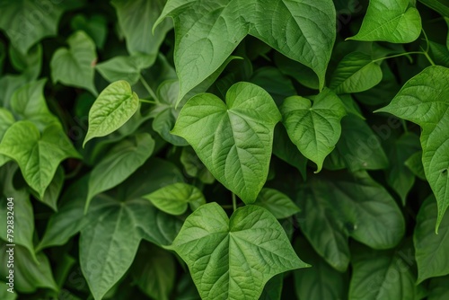 Green Sweet Potato Vine in Garden. Fresh Flora Leaves Background for Nature and Food Related Design photo