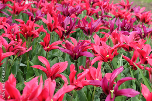 Photos Pink and purple lily flowering tulip, Tulipa ‘Purple Doll’ and ‘Doll’s Minuet’ in flower