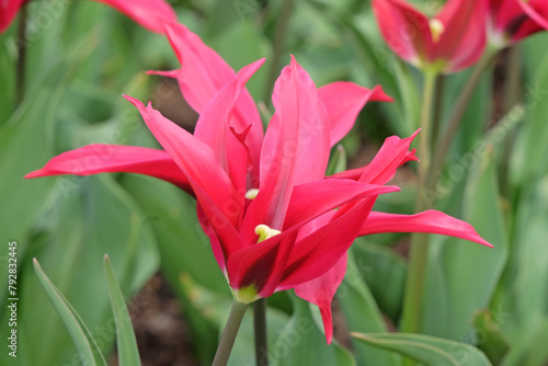 Принти на полотні Pink lily flowering tulip, Tulipa ‘Doll's Minuet’ in flower.