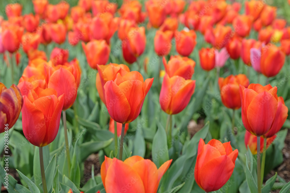 Orange and red triumph tulip, tulip ‘King’s Orange’ in flower. Orange and red triumph tulip, tulip ‘King’s Orange’ in flower.