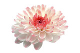 Chrysanthemum with Layered Petals On Transparent Background