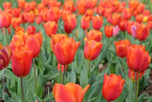 Orange and red triumph tulip, tulip ‘King’s Orange’ in flower.