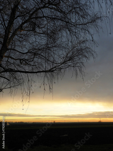 naked walnut tree silhouette at the sunset in rural landscape