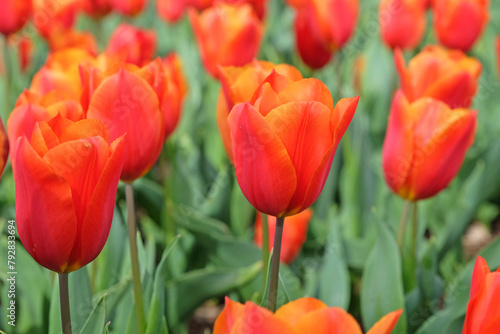 Orange and red triumph tulip, tulip ‘King’s Orange’ in flower.